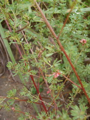 Indigofera stricta