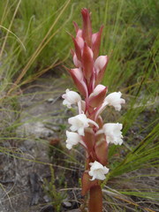 Satyrium acuminatum