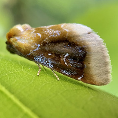 Chrysoecia scira