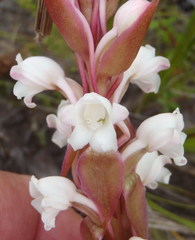 Satyrium acuminatum
