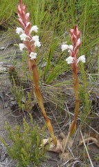 Satyrium acuminatum