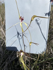 Caladenia lorea
