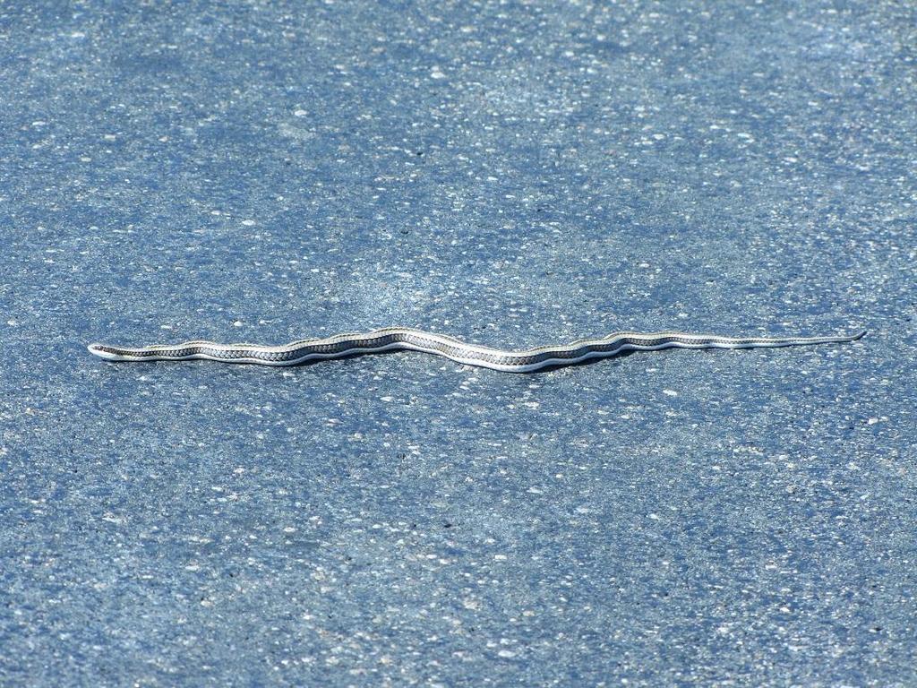 Striped Grass Snake