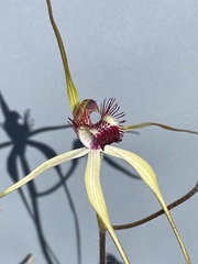Caladenia lorea