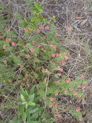 Indigofera verrucosa