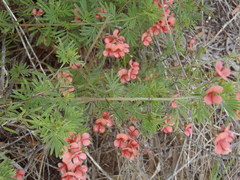Indigofera verrucosa