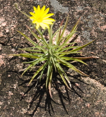 Croptilon hookerianum