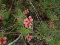 Indigofera verrucosa