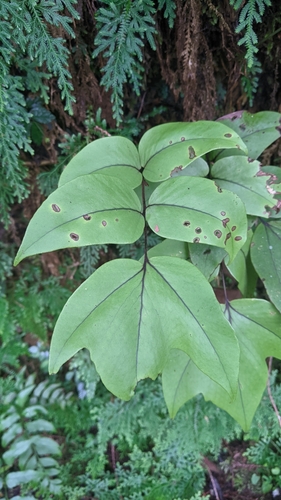 Cyrtomium macrophyllum, photograph 3