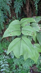 Cyrtomium macrophyllum