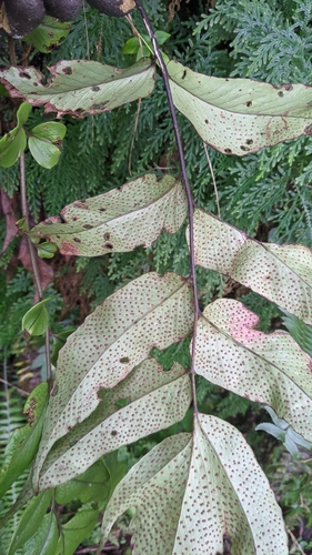 Image of Cyrtomium macrophyllum by (c) Cheng-Te Hsu, some rights reserved (CC BY)