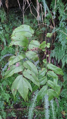Image of Cyrtomium macrophyllum by (c) Cheng-Te Hsu, some rights reserved (CC BY)