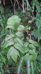 Cyrtomium macrophyllum