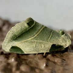 Heminocloa mirabilis