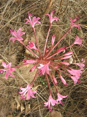 Brunsvigia striata