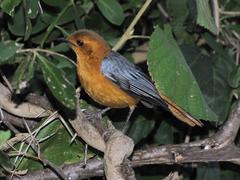 Cossypha natalensis intensa