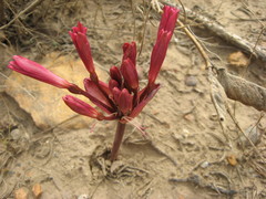 Brunsvigia striata