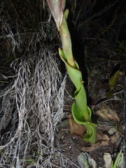 Satyrium acuminatum