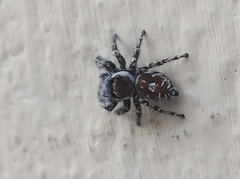 Phidippus putnami