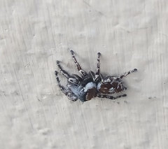 Phidippus putnami
