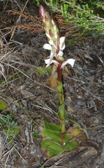 Satyrium acuminatum