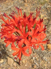 Brunsvigia marginata