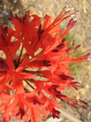 Brunsvigia marginata