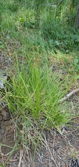 Carex hoodii