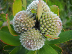 Leucospermum praecox