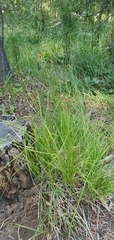 Carex hoodii