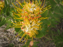 Leucospermum praecox