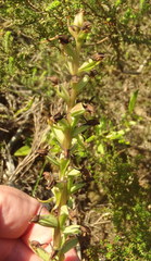 Satyrium parviflorum
