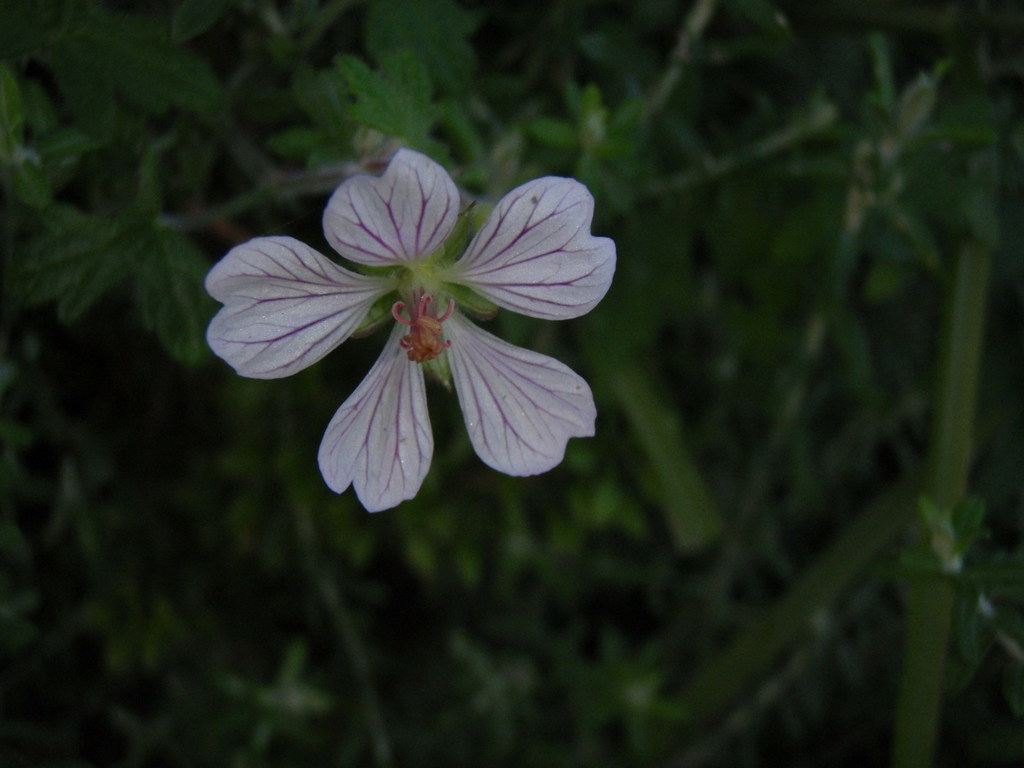 Geranium flanaganii