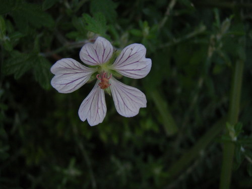 Geranium flanaganii