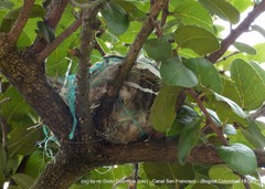 Pyrocephalus rubinus