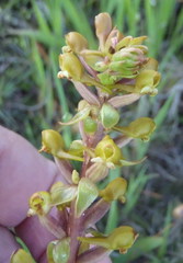 Satyrium parviflorum