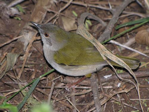 Southern Green-backed Camaroptera (Subspecies Camaroptera brachyura ...