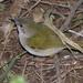 Southern Green-backed Camaroptera - Photo (c) Brian du Preez, some rights reserved (CC BY-SA), uploaded by Brian du Preez