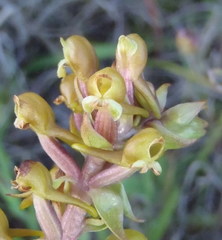 Satyrium parviflorum