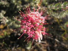 Leucospermum wittebergense