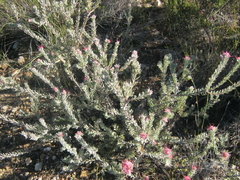 Leucospermum wittebergense
