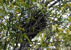 Rupornis magnirostris