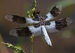 Plathemis subornata