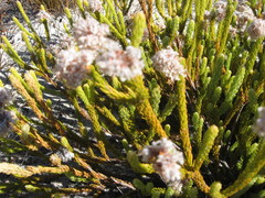 Sorocephalus lanatus