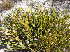 Sorocephalus lanatus