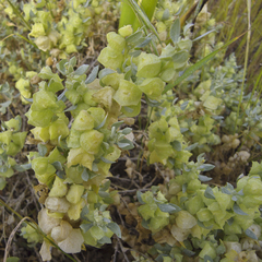 Atriplex lindleyi inflata