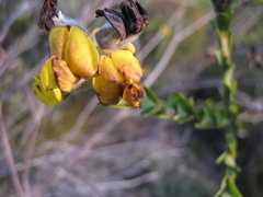Liparia hirsuta
