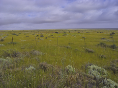 Atriplex lindleyi inflata