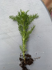 Matricaria discoidea