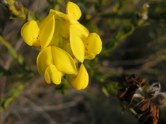 Liparia hirsuta